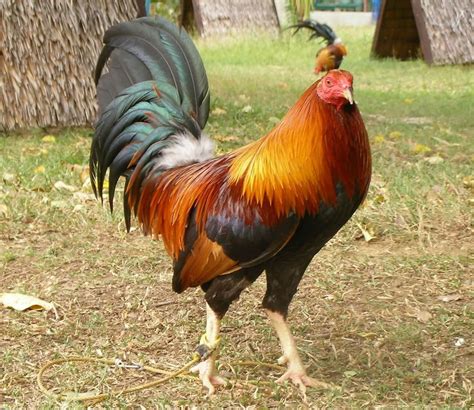 lemon gamefowl|The Lemons – Sabong Depot Poultry & Gamefowl .